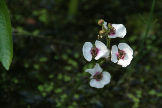 Sagittaria sagittifoliaPijlkruid bestellen